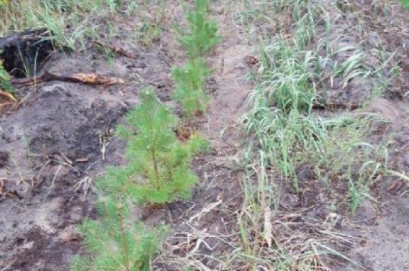 В Тамбовской области высадили 760 гектаров леса